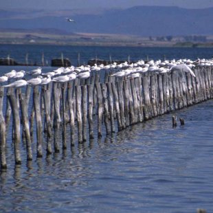 The ultrasaline lake supports  250 bird species, and is thus of ortithological importance.