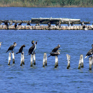 Four bird species that inhabit the lagoon are globally  endangered.