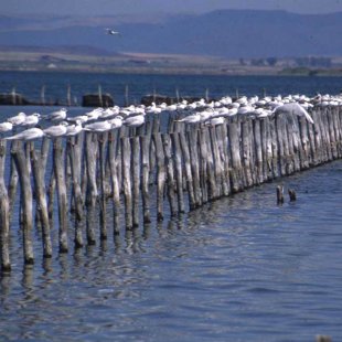Ультра соленое озеро поддерживает более 200 видов птиц.