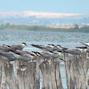 Меры по сохранению птиц началась в 2001 году, когда озеро было объявлено охраняемой террит