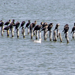 Via Pontica, второй по величине птичий миграционный маршрут в Европе, проходит над озером 