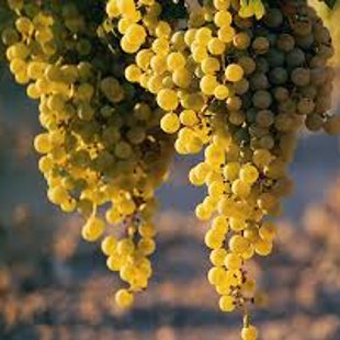 Местные сорта винограда очень ароматные и вкусные