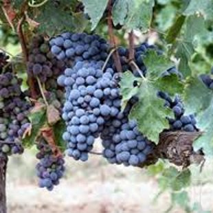 С июля по октябрь нет недостатка в вкусные местные винограда на фермерском рынке.