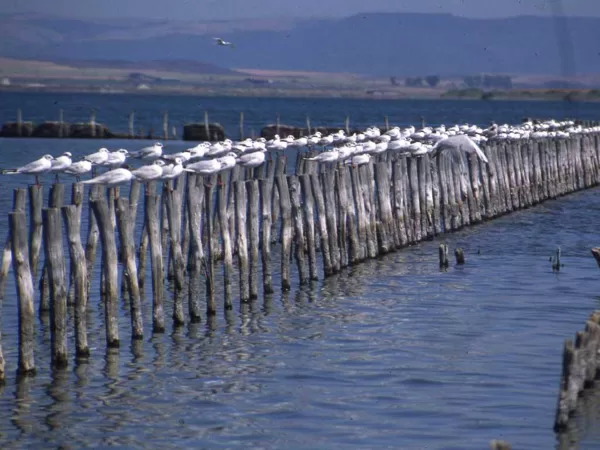 The ultrasaline lake supports  250 bird species, and is thus of ortithological importance.