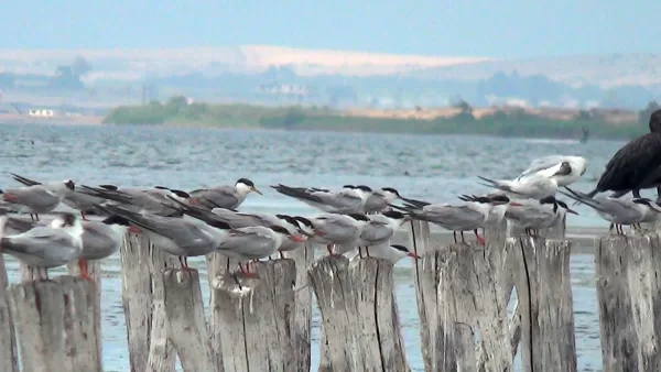 Bird preservation efforts began in 2001 when the lake was declared a protected territory.