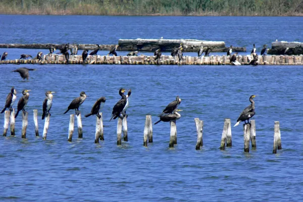 Four bird species that inhabit the lagoon are globally  endangered. 