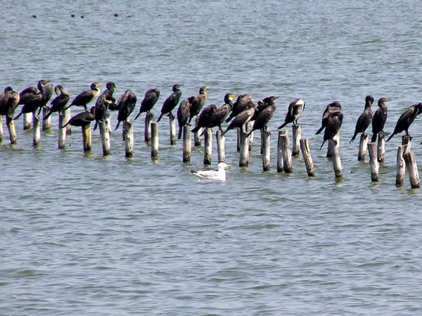 Via Pontica, the second largest avian migratory route in Europe passes above Pomorie lake