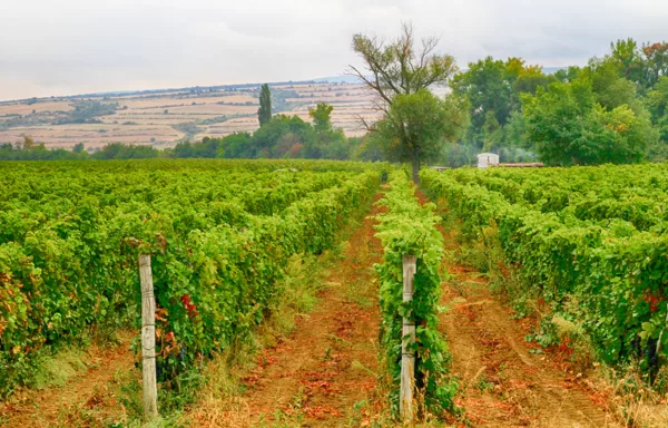 The  vineyards in the region produce the country's best grapes varieties.