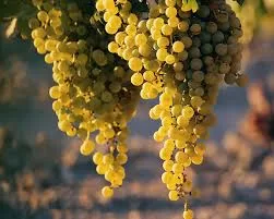 Local grapes cultivars are  extemely flavourful .