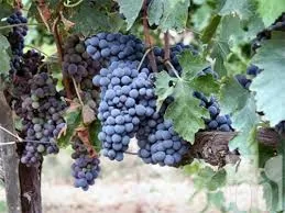 From  July to  October there is no shortage of local grapes at the farmers market.